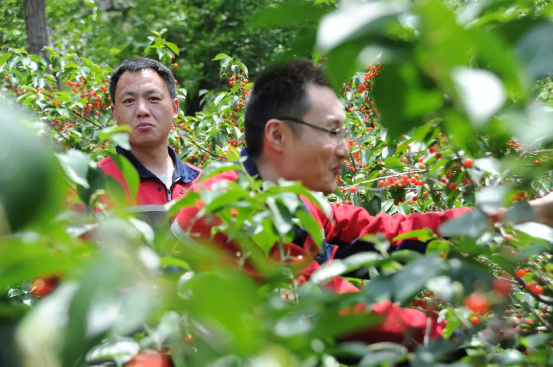 樱桃节采摘